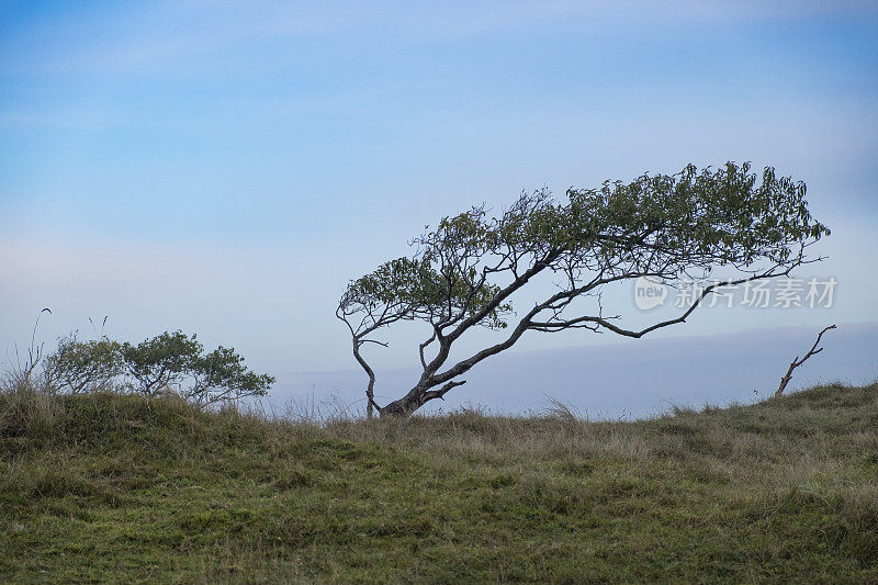 荷兰弗里斯兰的Schiermonnikoog Wadden岛的盐沼风景